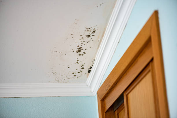 Best Same-Day Mold Removal  in Lewisville, NC