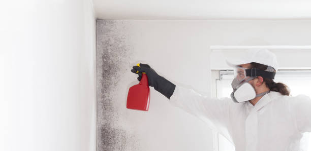 Best Certified Mold Removal  in Lewisville, NC