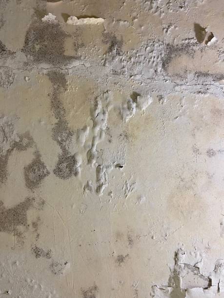 Best Mold Removal Company Near Me  in Lewisville, NC