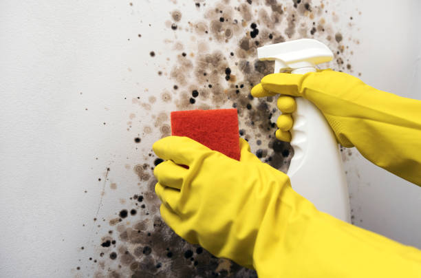 Reliable Lewisville, NC Mold Removal Solutions