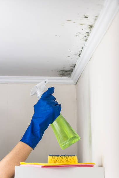 Best Affordable Mold Removal  in Lewisville, NC