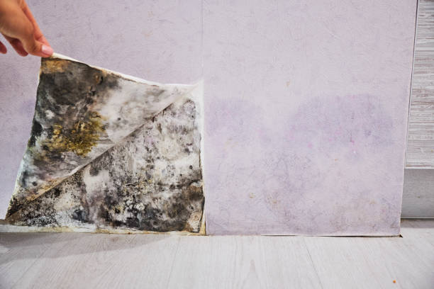 Best Mold Testing  in Lewisville, NC